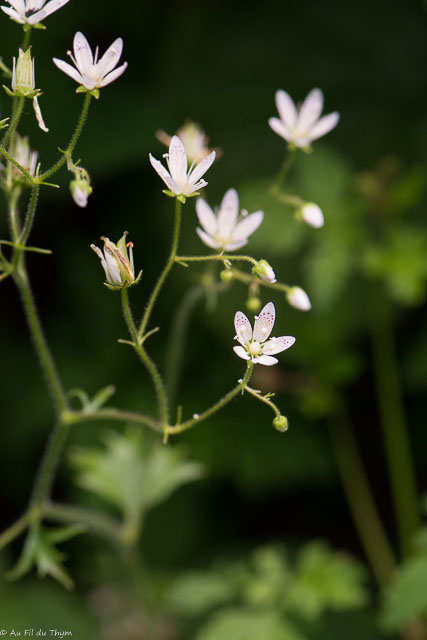Photographie Plante