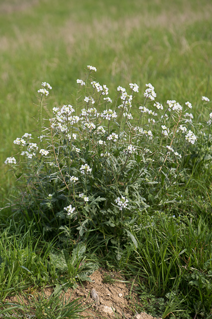 Photographie Plante