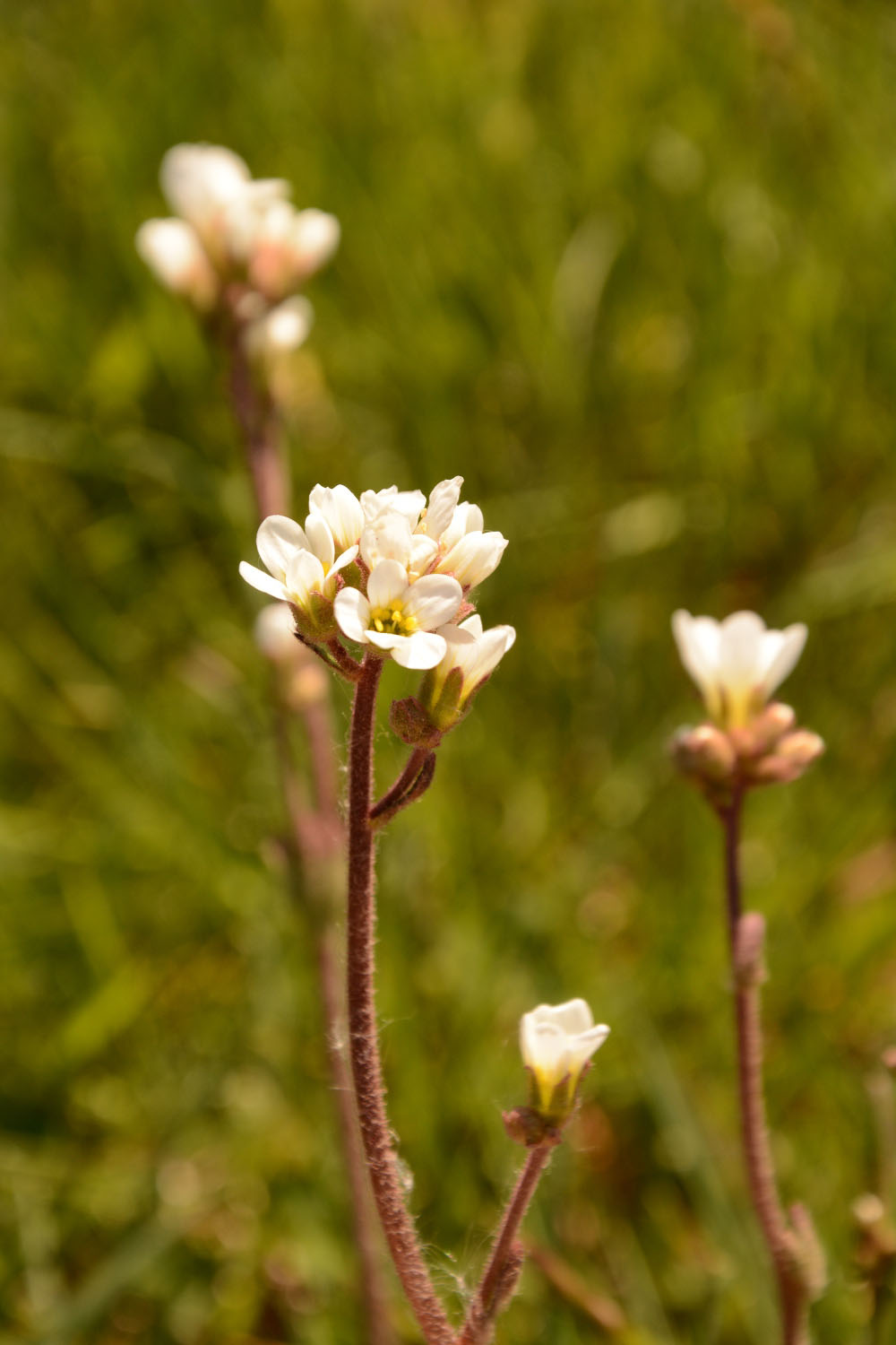 Photographie Plante