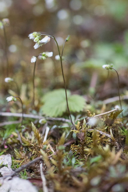 Photographie Plante