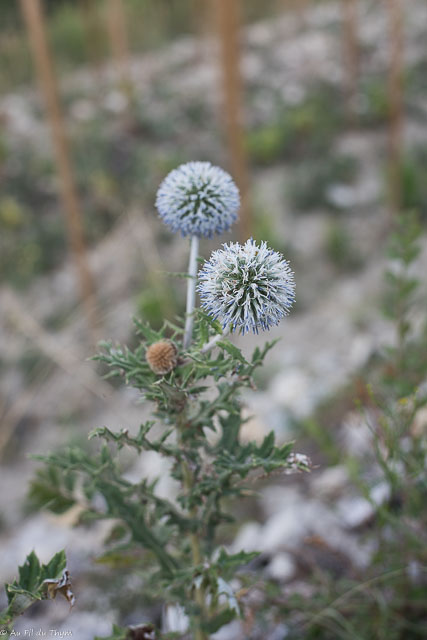 Photographie Plante