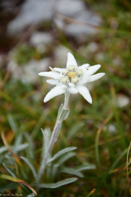 Photographie Plante