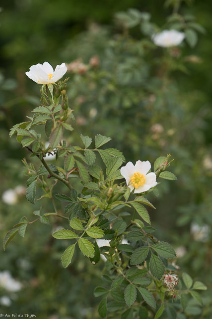 Photographie Plante