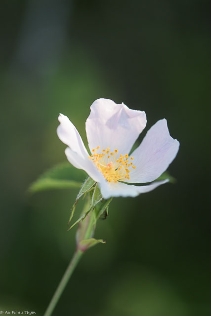 Photographie Plante