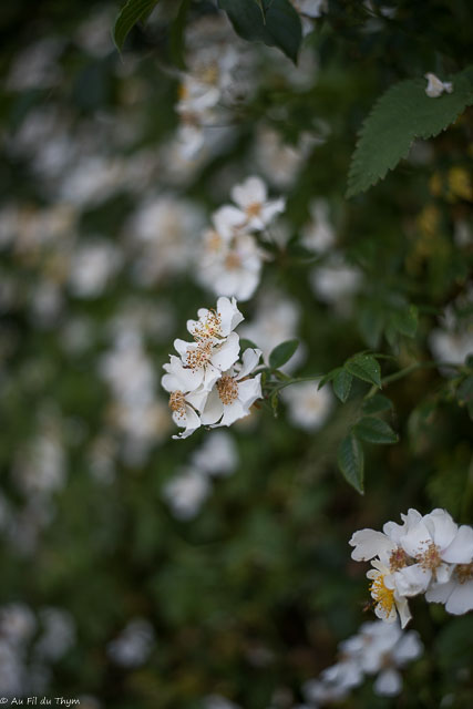 Photographie Plante