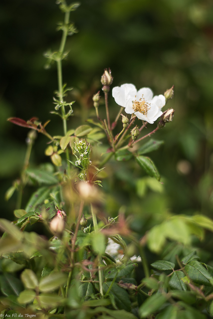 Photographie Plante