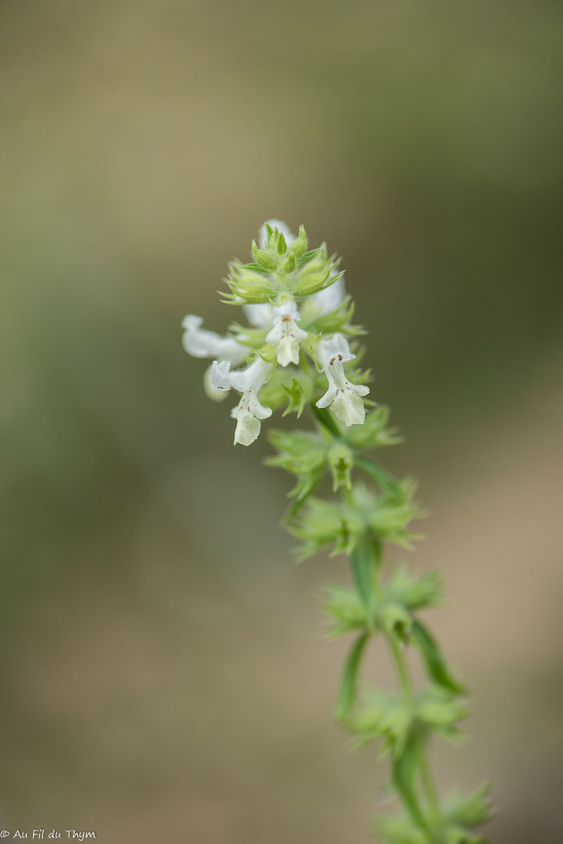 Photographie Plante