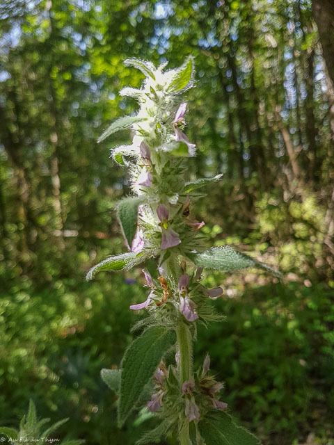 Photographie Plante
