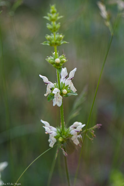 Photographie Plante