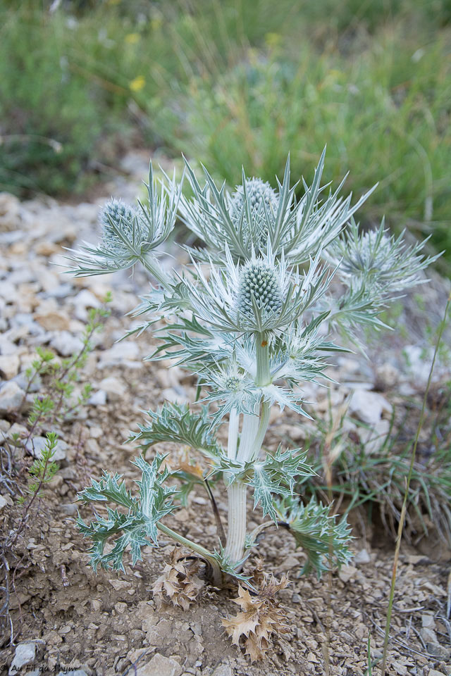 Photographie Plante