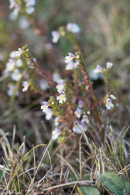 Photographie Plante