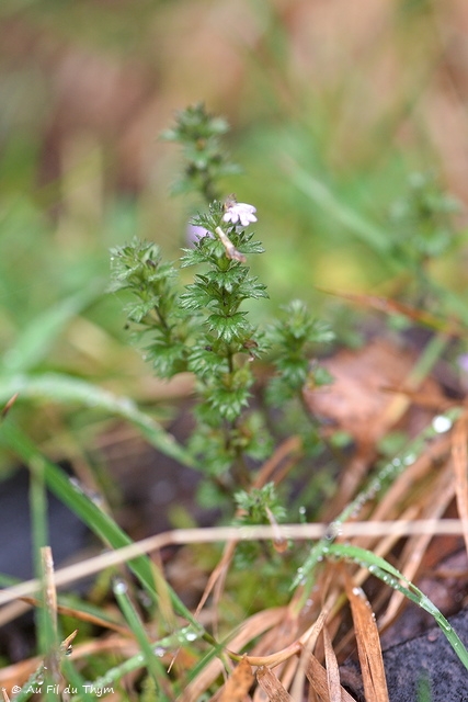Photographie Plante
