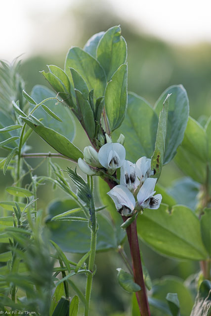 Photographie Plante