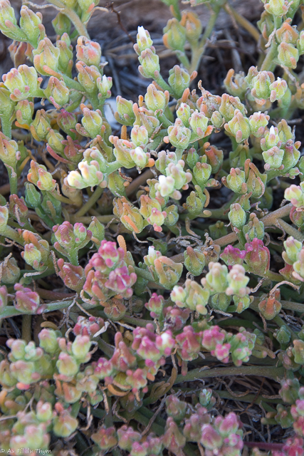 Photographie Plante