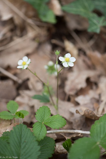 Photographie Plante