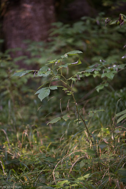 Photographie Plante