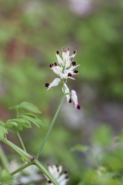 Photographie Plante