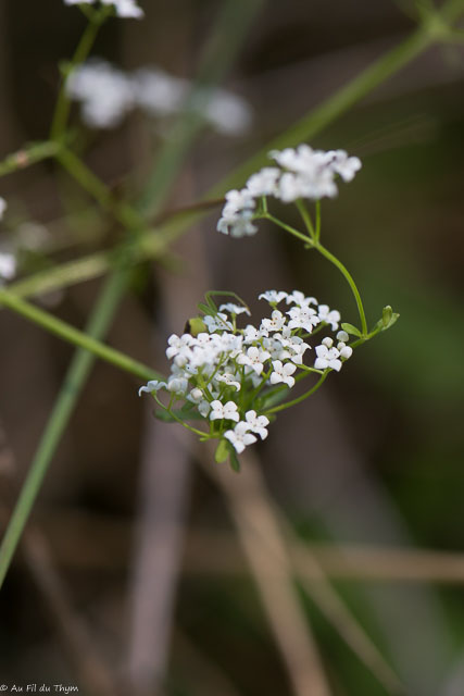 Photographie Plante