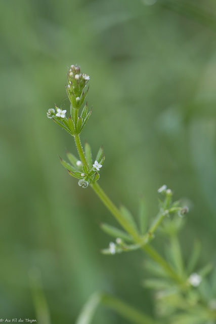 Photographie Plante