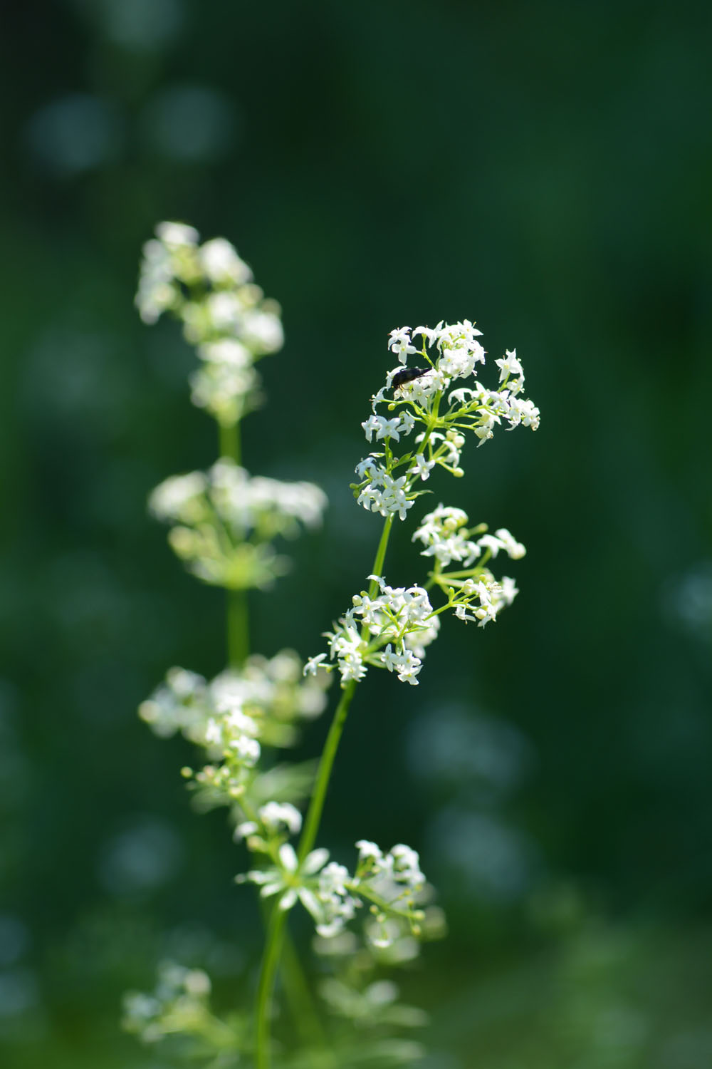 Photographie Plante