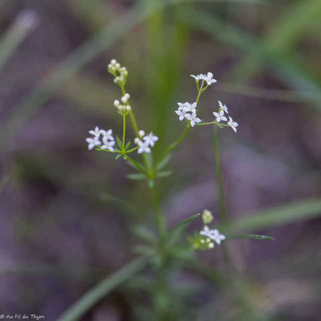 Photographie Plante