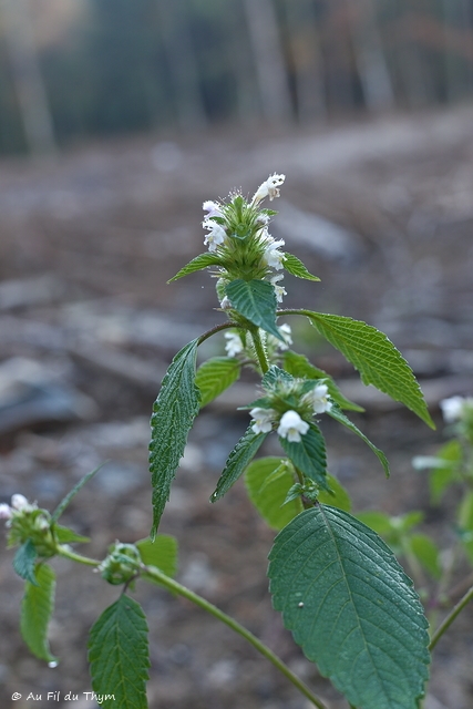 Photographie Plante