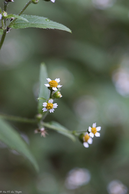 Photographie Plante