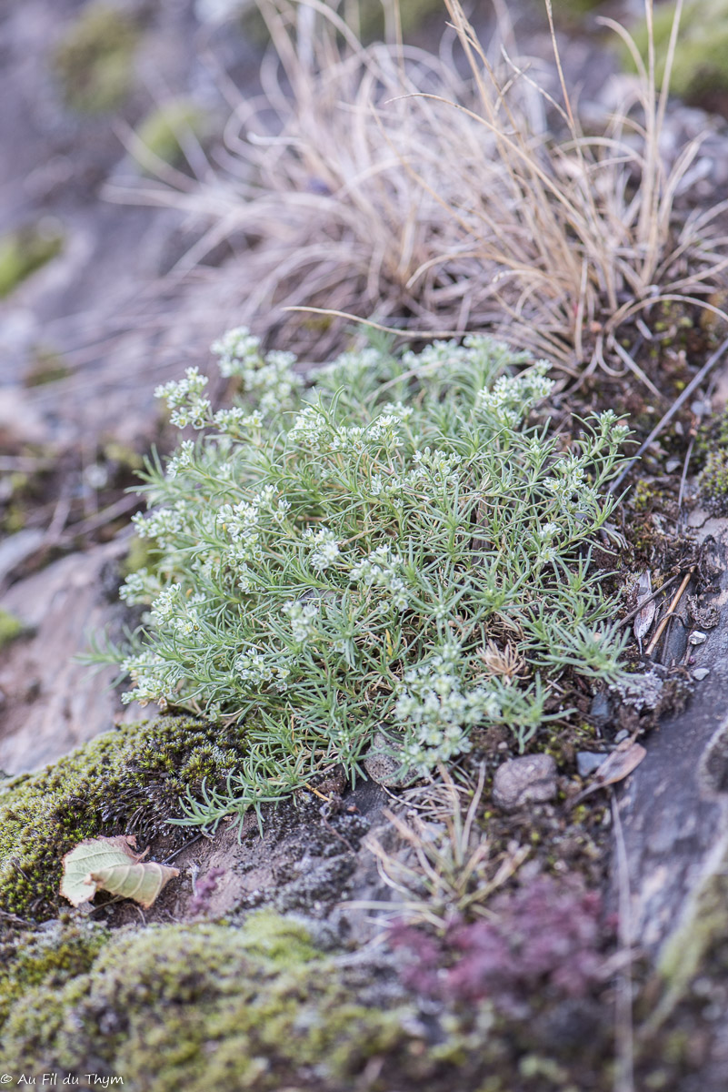 Photographie Plante