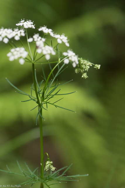 Photographie Plante