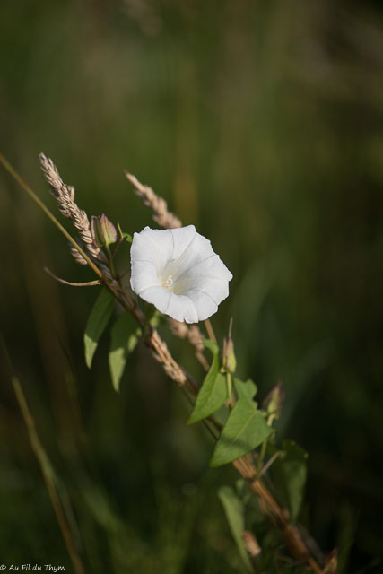 Photographie Plante
