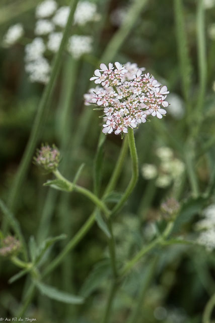 Photographie Plante
