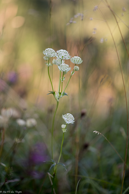 Photographie Plante