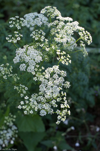 Photographie Plante