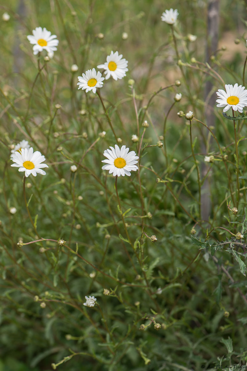 Photographie Plante