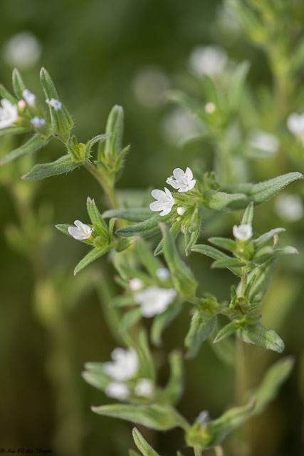 Photographie Plante
