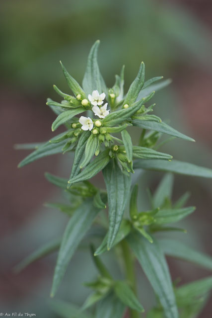 Photographie Plante