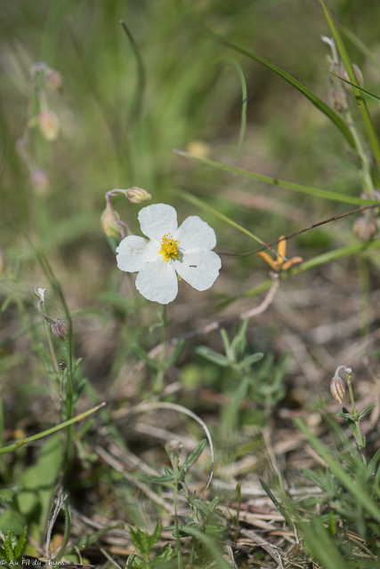 Photographie Plante