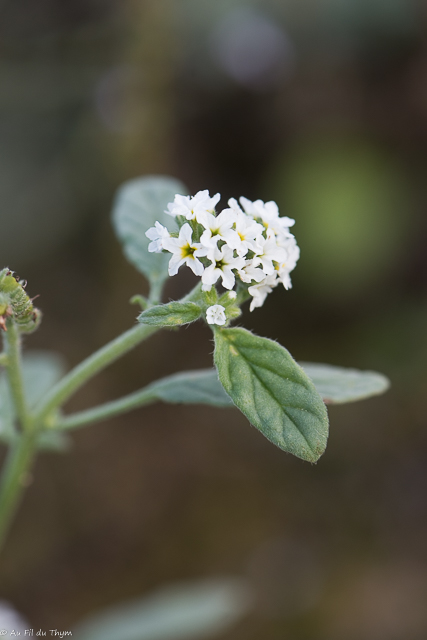 Photographie Plante