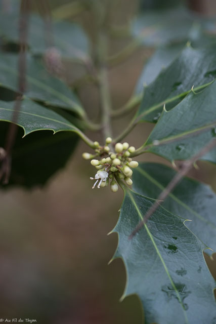 Photographie Plante