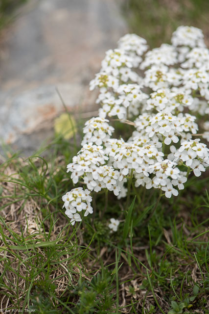 Photographie Plante