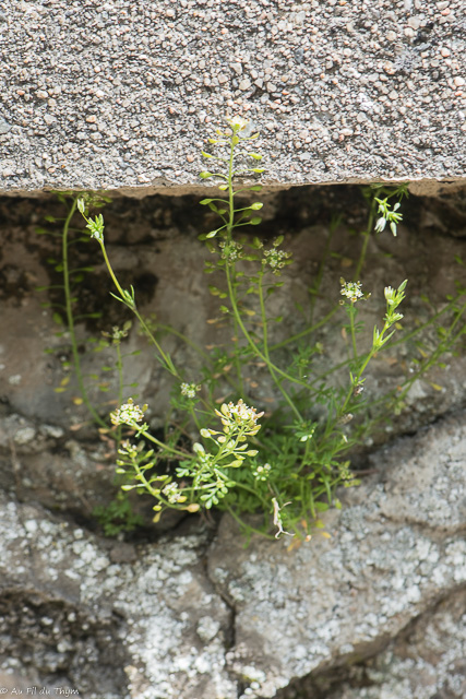 Photographie Plante