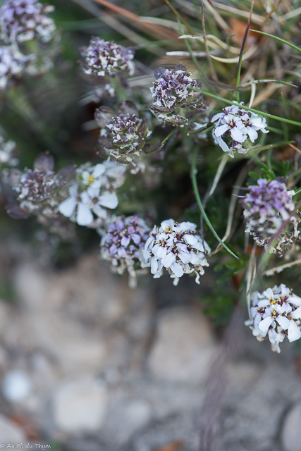 Photographie Plante