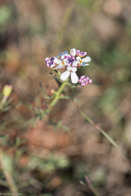 Photographie Plante