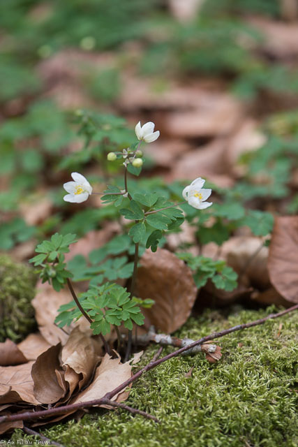 Photographie Plante