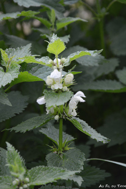 Photographie Plante
