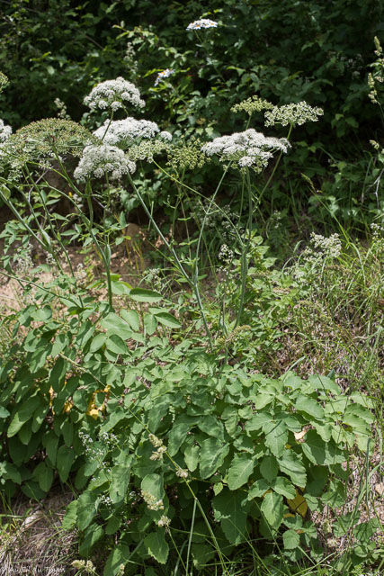 Photographie Plante