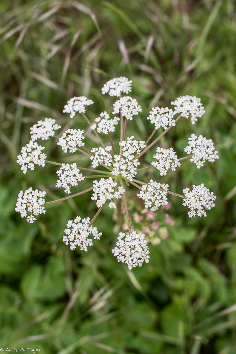 Photographie Plante