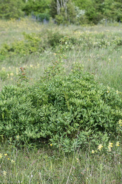 Photographie Plante