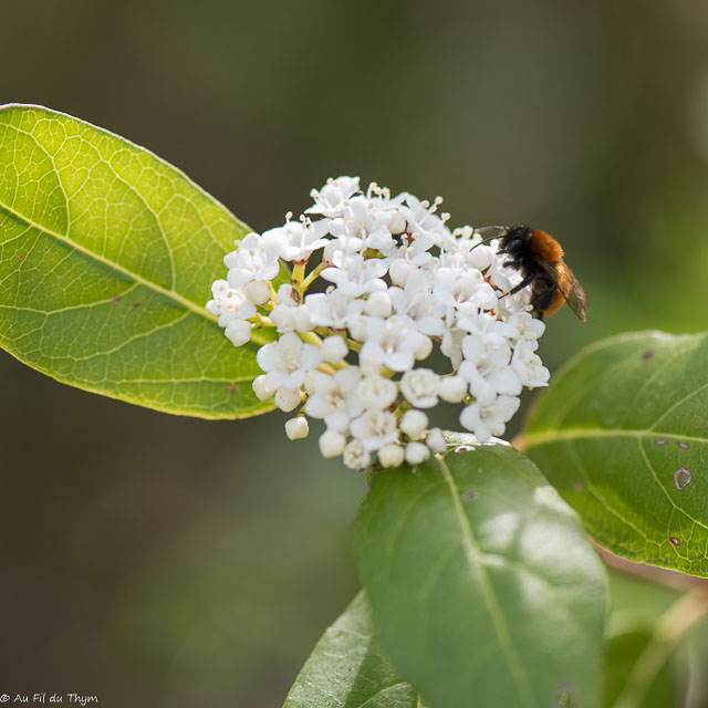 Photographie Plante