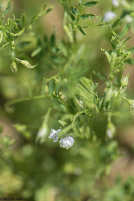 Photographie Plante